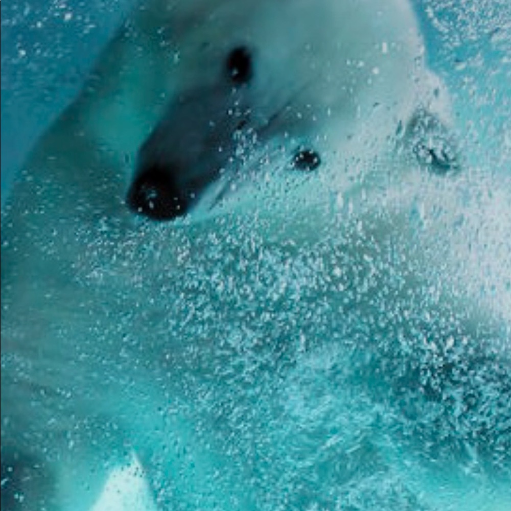 Meet your Posher, Anissa